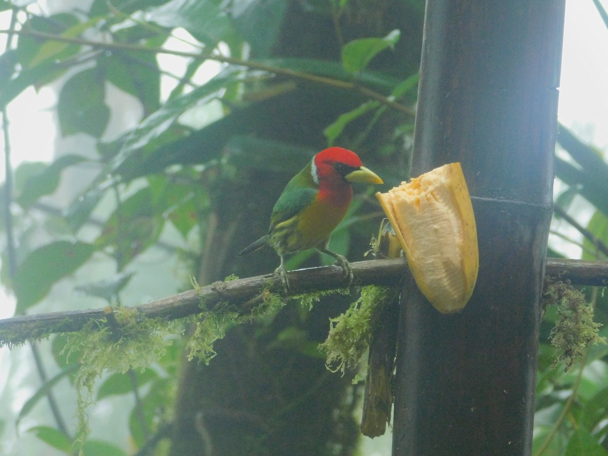 Евбуко андський - ML647034376