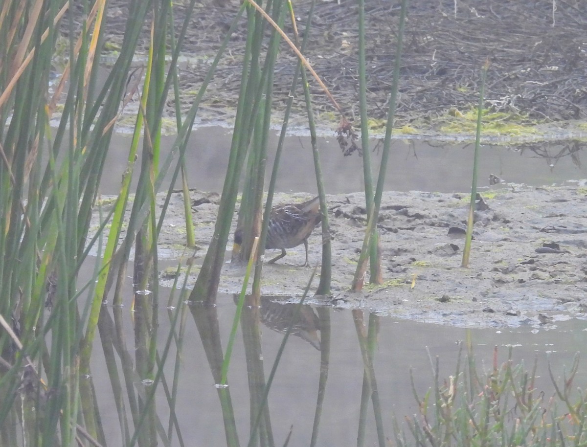 Sora uroilanda - ML647034387