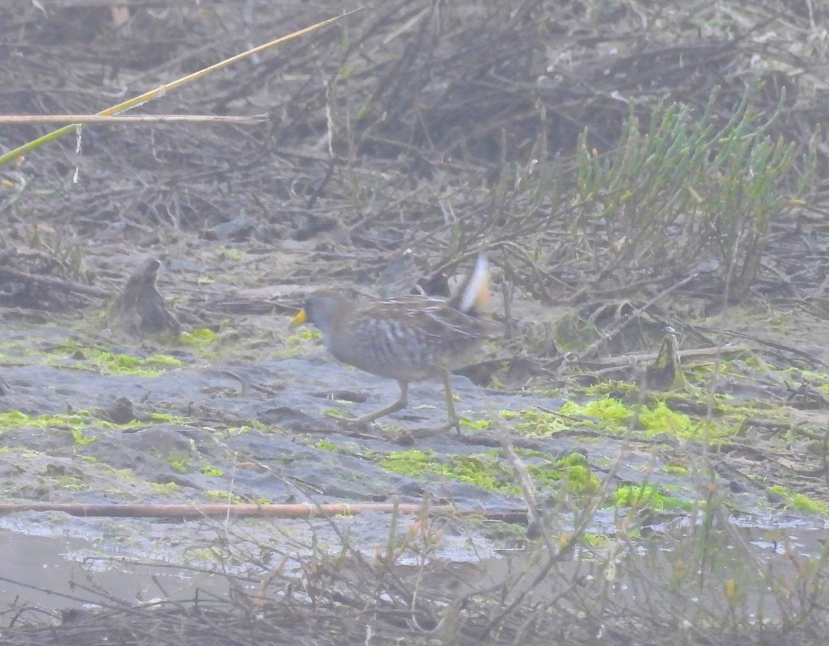 Sora uroilanda - ML647034388