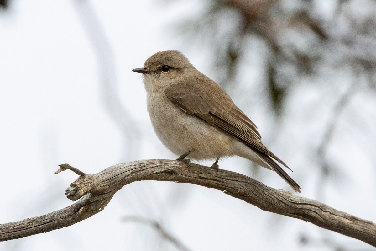 Avustalya Şakıcı Sinekkapanı - ML647034389