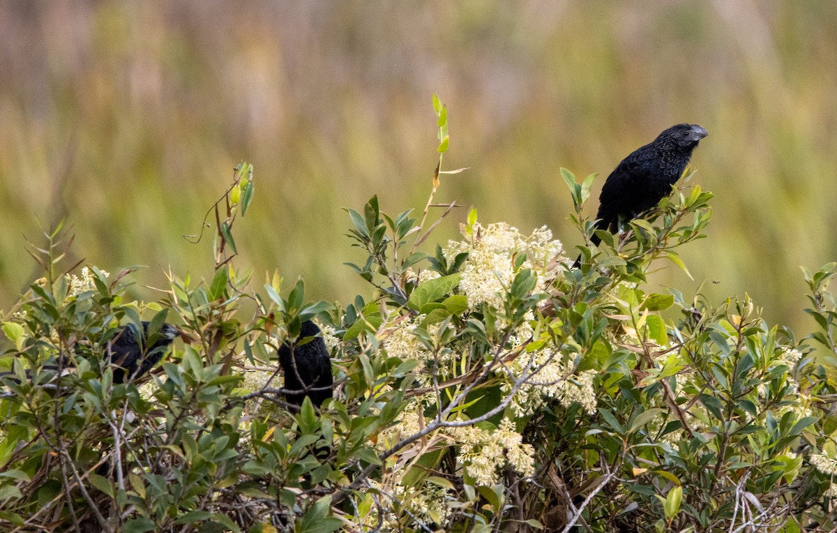 Smooth-billed Ani - ML647034394