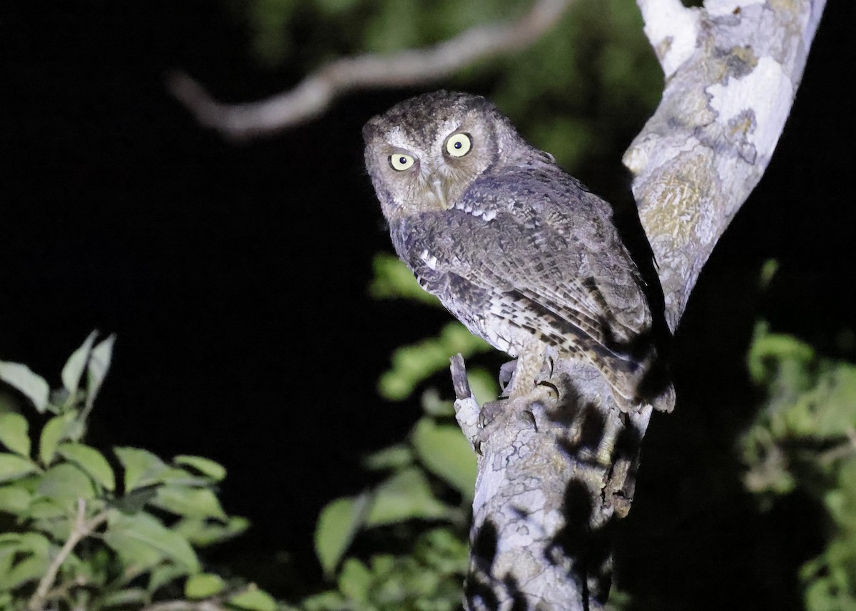 Middle American Screech-Owl - ML647034407