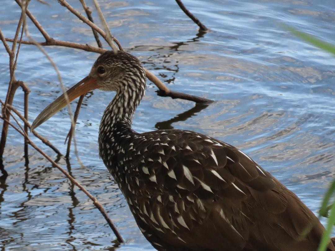 Limpkin - ML647034410