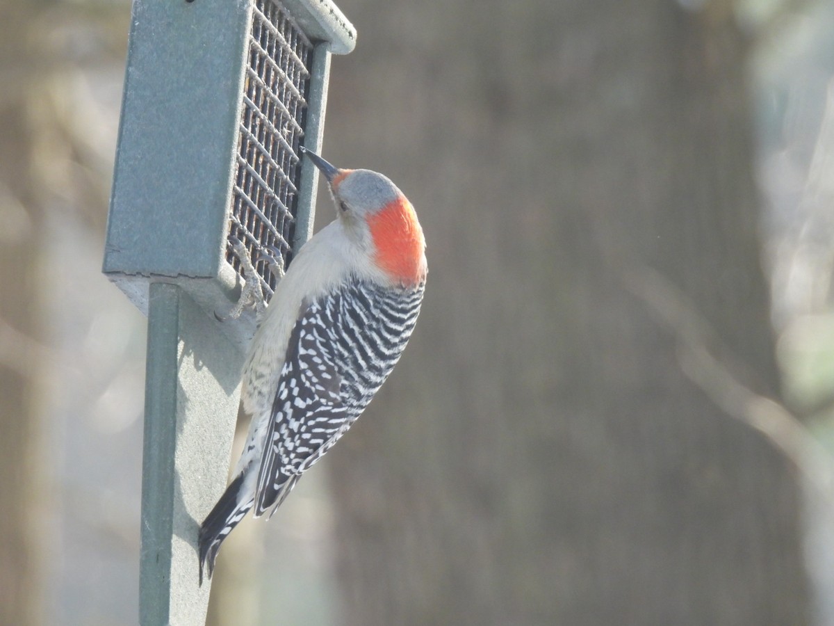 シマセゲラ - ML647034422