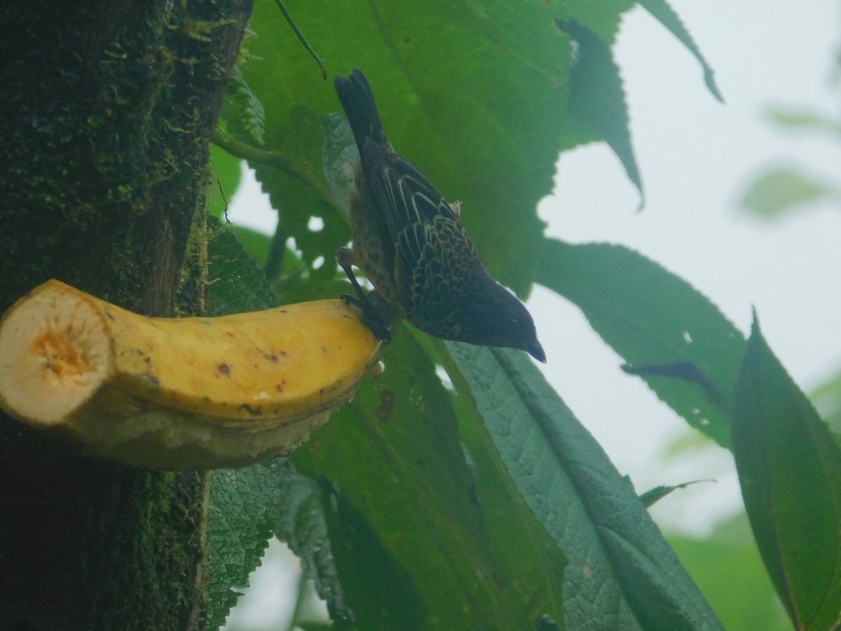 ノドアカフウキンチョウ - ML647034424