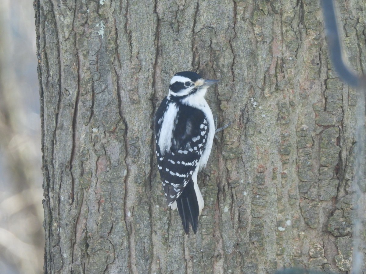 strakapoud americký - ML647034426