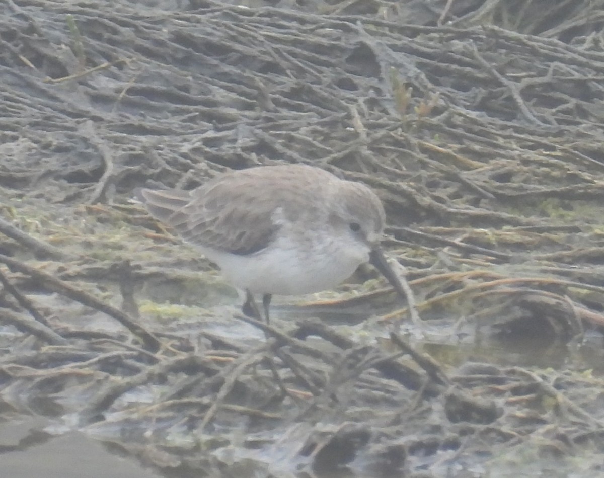 Txirri alaskarra - ML647034431