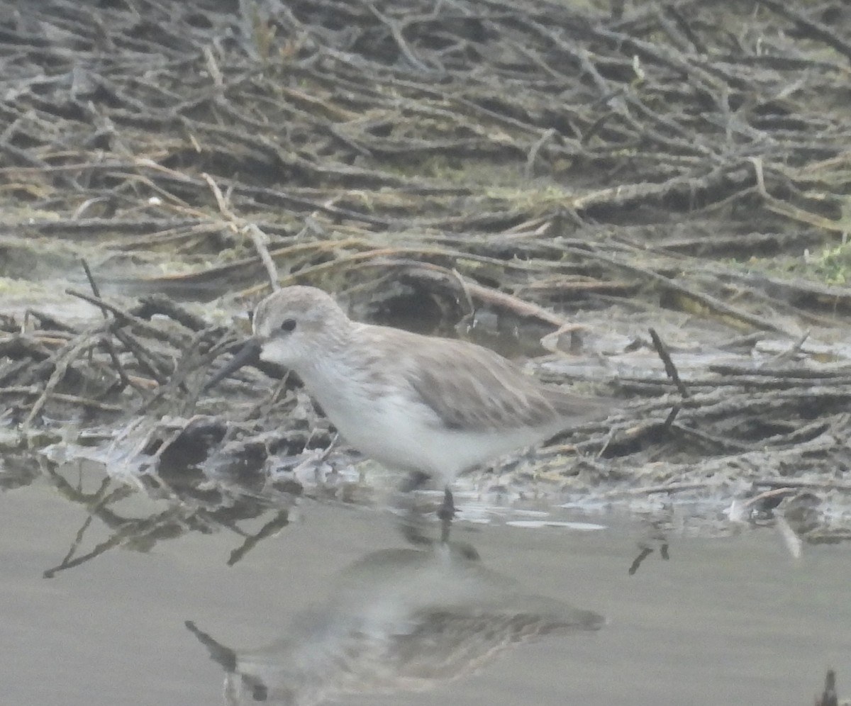 Txirri alaskarra - ML647034432