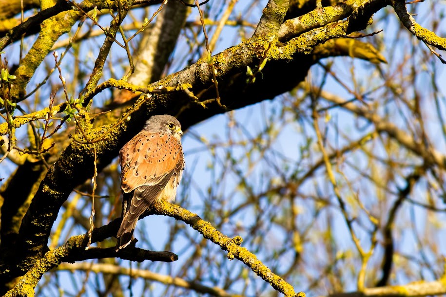 Eurasian Kestrel - ML647034448