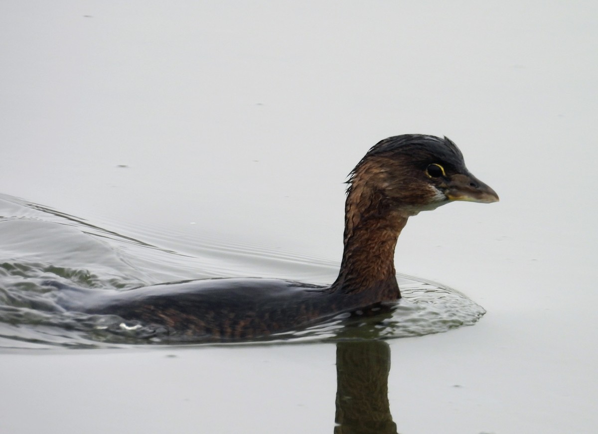 Txilinporta mokolodia - ML647034451