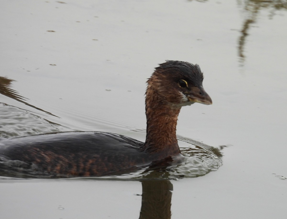 Txilinporta mokolodia - ML647034452