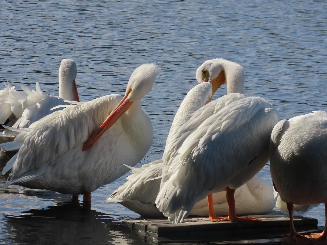 American White Pelican - ML647034453