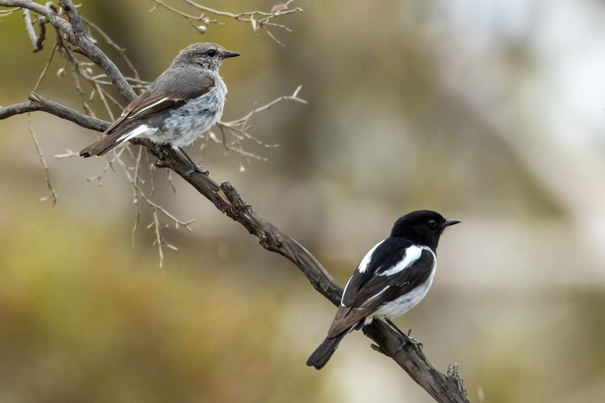 Hooded Robin - ML647034463