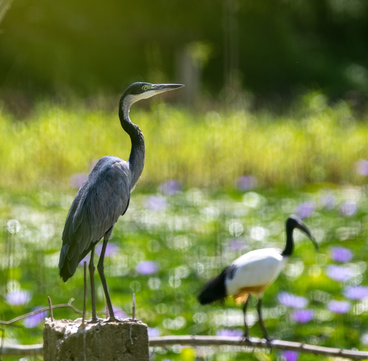 Black-headed Heron - ML647034464