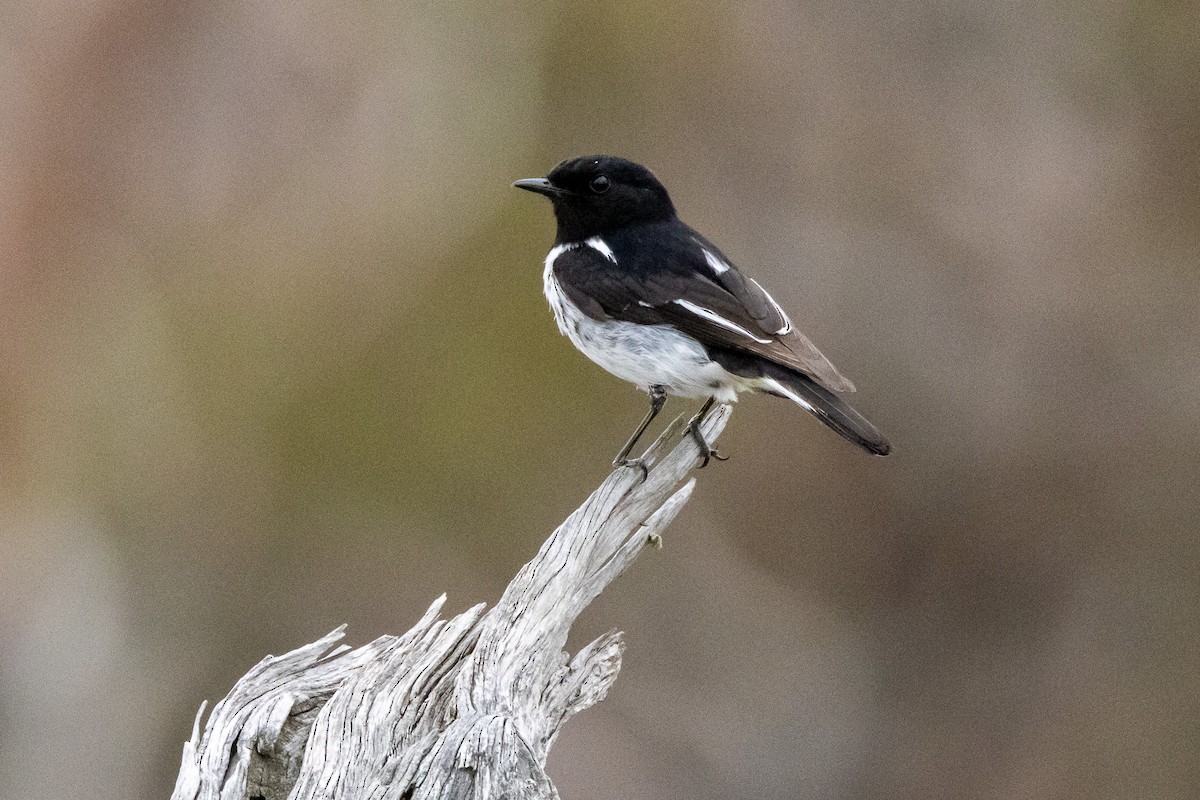 Hooded Robin - ML647034465
