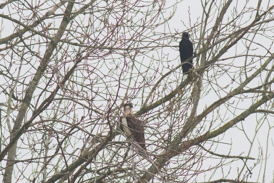 orlovec říční - ML647034466