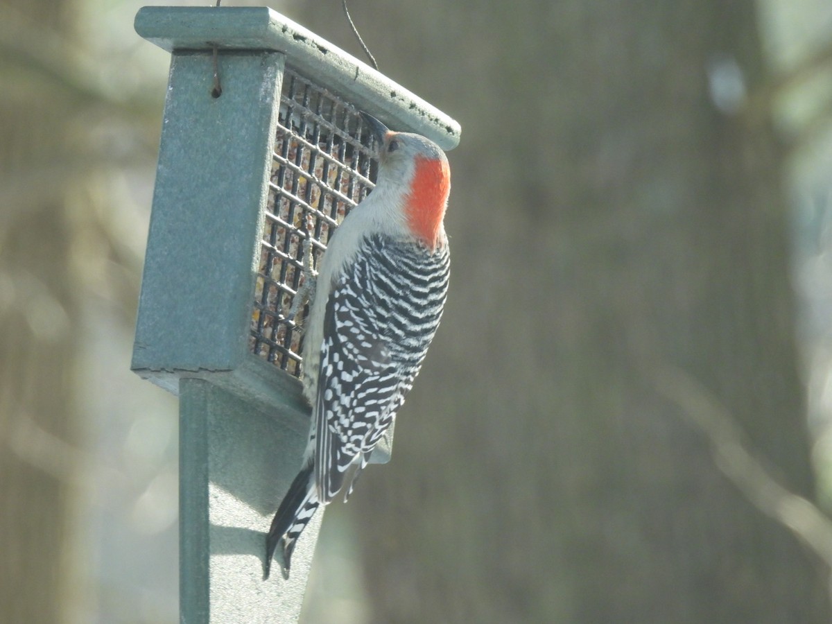 シマセゲラ - ML647034472