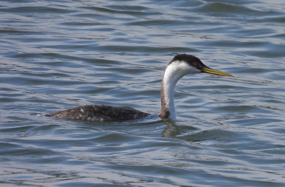 Murgil mendebaldarra - ML647034473