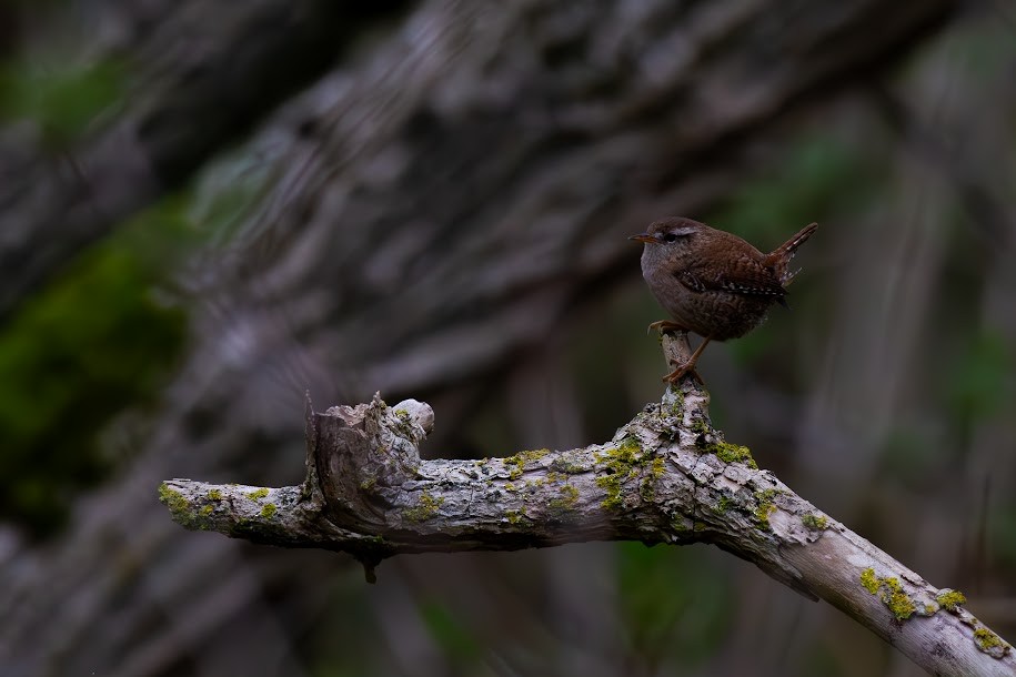 střízlík obecný - ML647034481