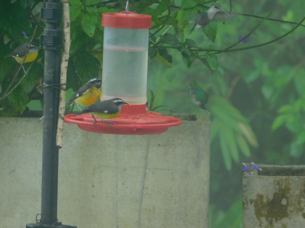 Sucrier à ventre jaune - ML647034485