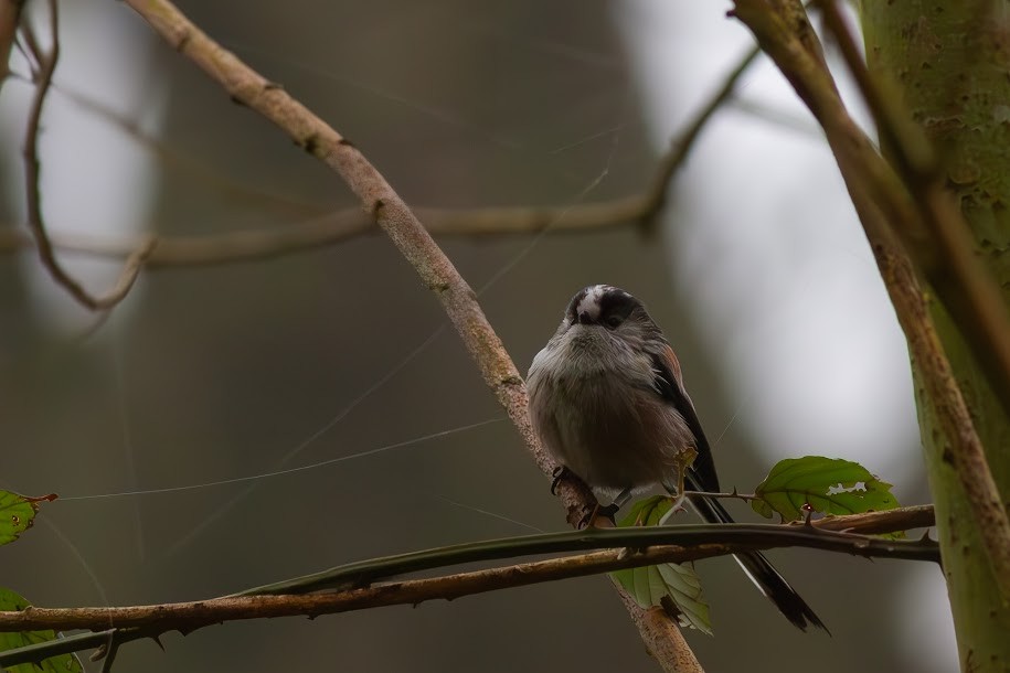 mlynařík dlouhoocasý - ML647034486