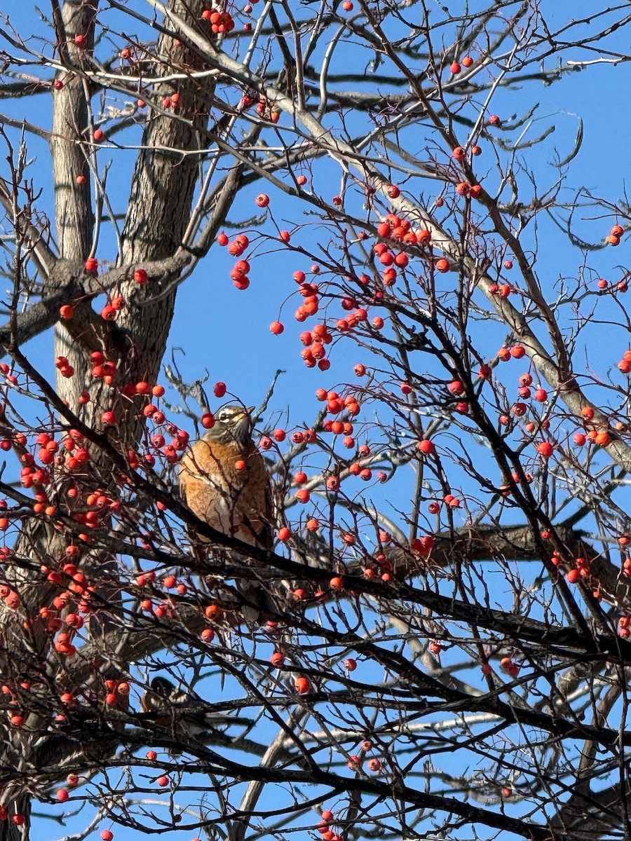 American Robin - ML647034492
