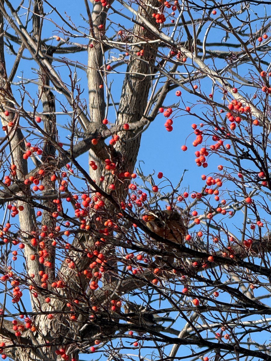 American Robin - ML647034494