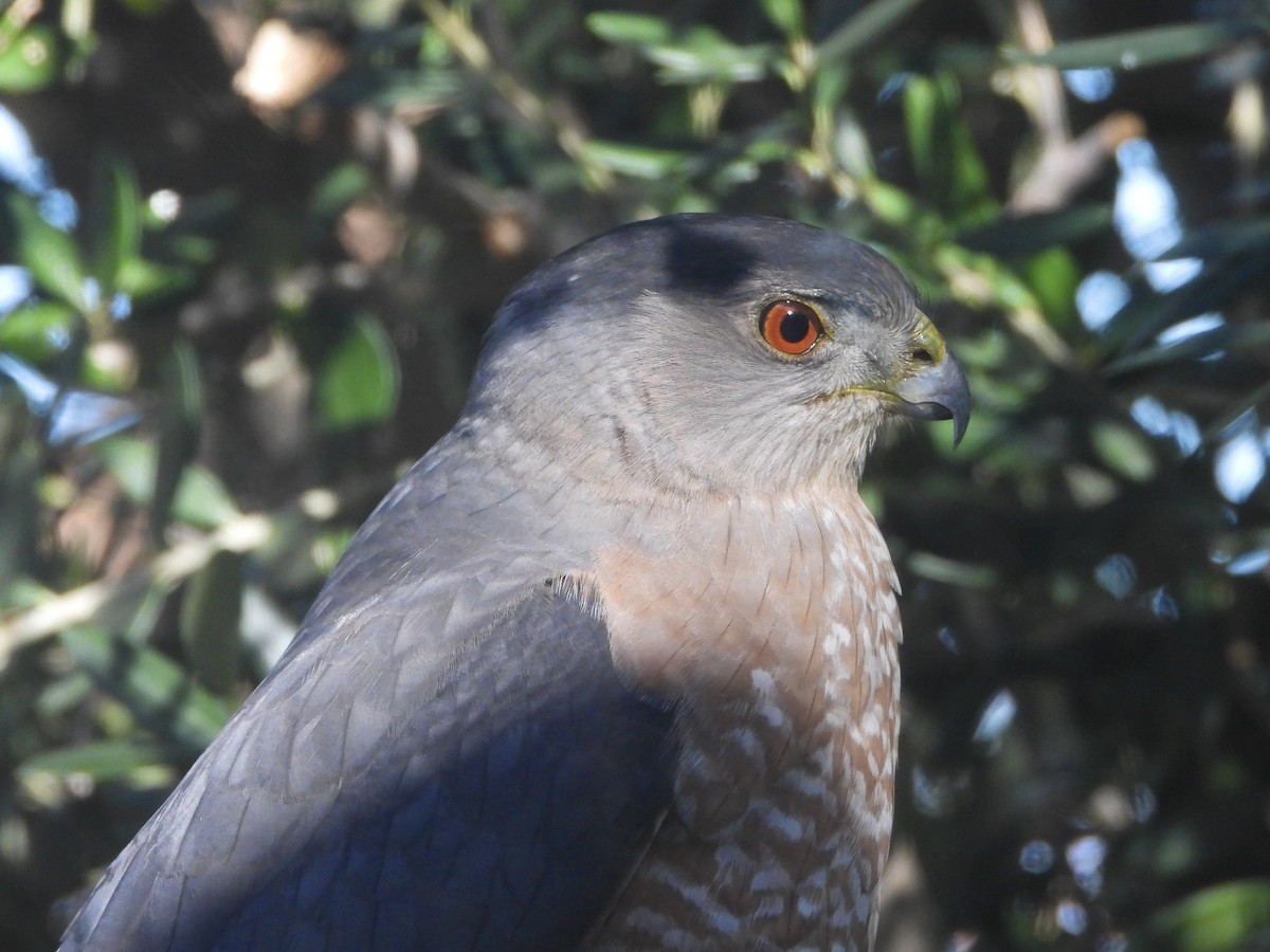 Cooper's Hawk - ML647034501