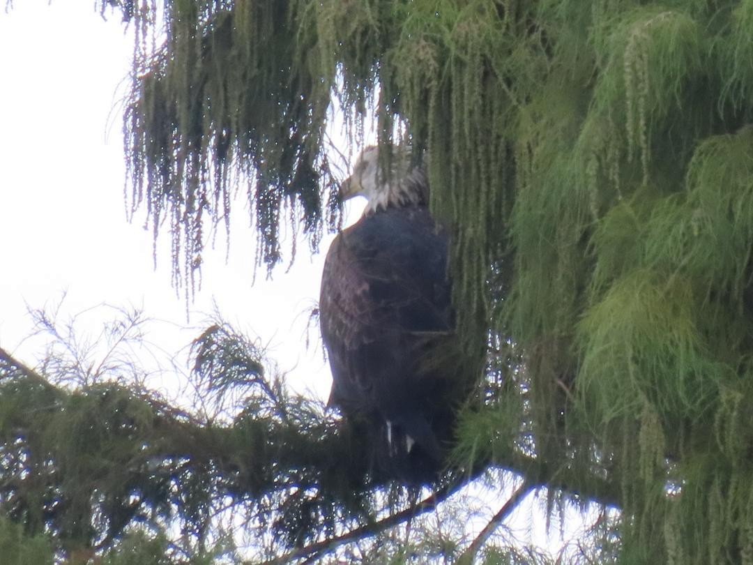 Bald Eagle - ML647034502