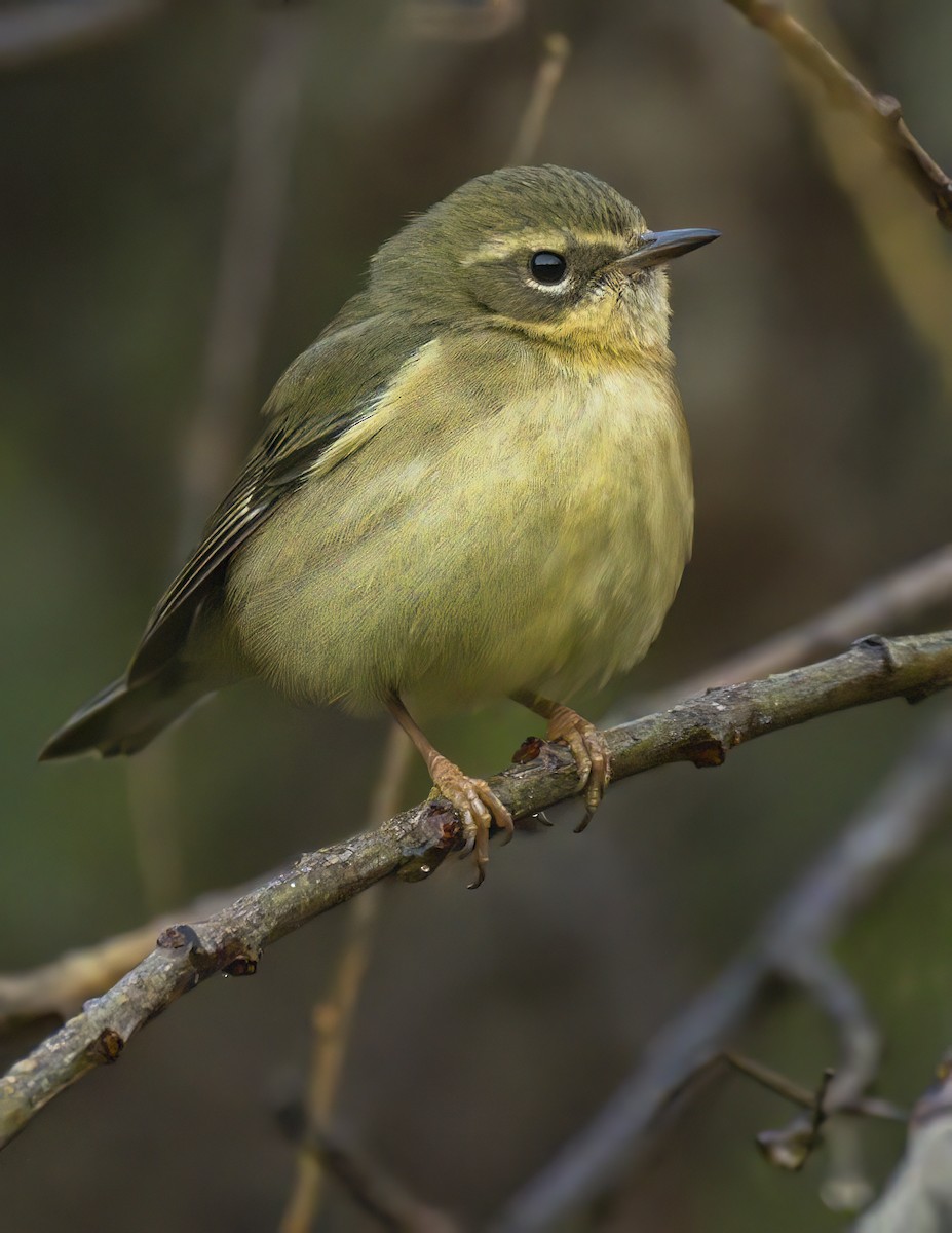 Black-throated Blue Warbler - ML647034513