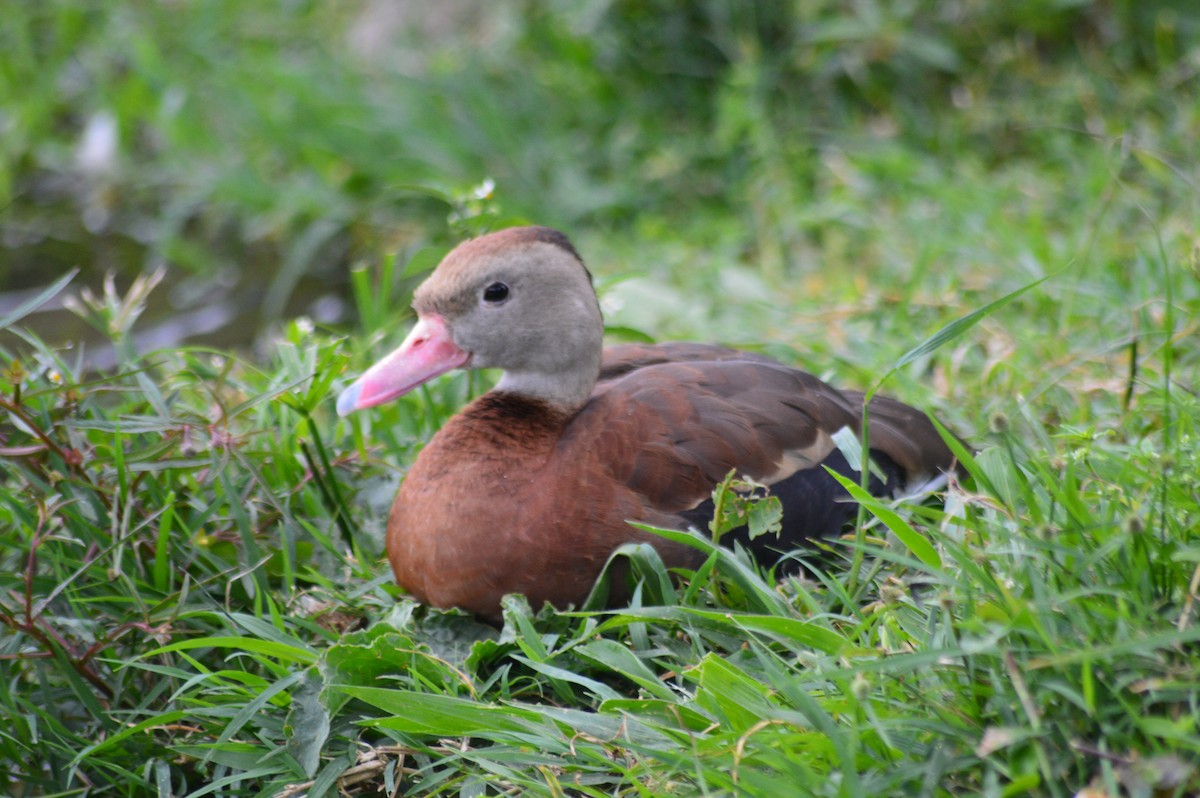 Красноклювая древесная утка - ML647034515