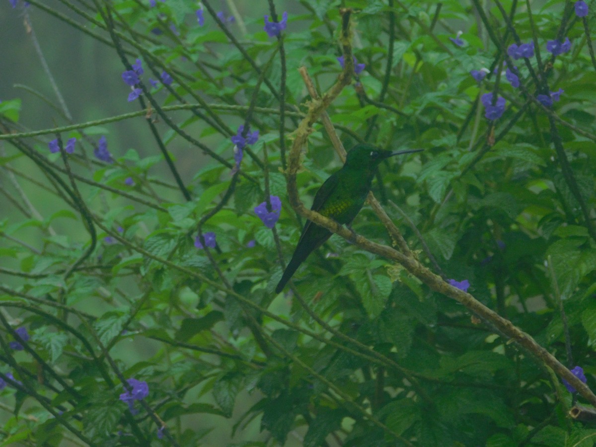 Empress Brilliant - ML647034518