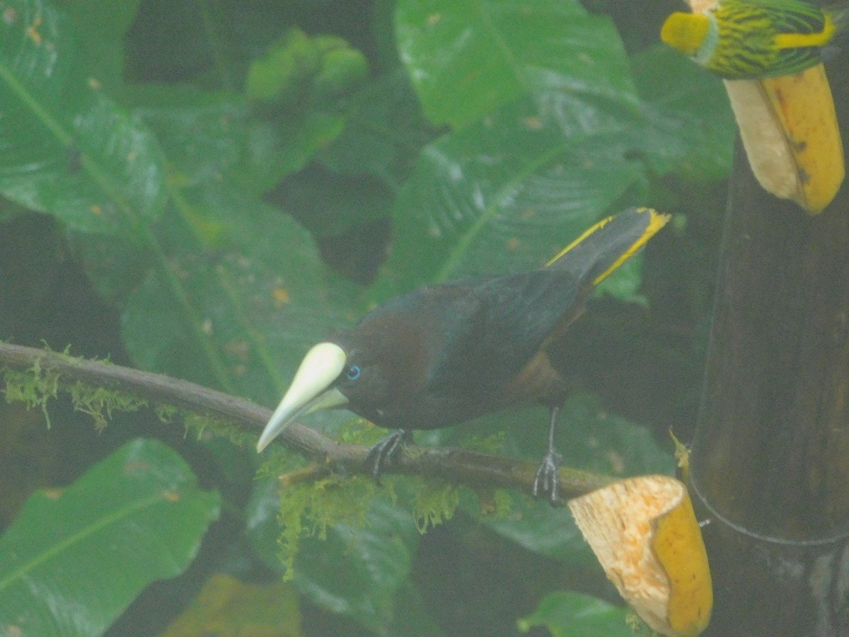 Chestnut-headed Oropendola - ML647034530