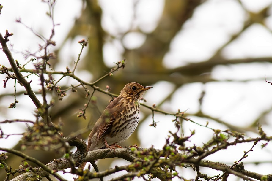 Song Thrush - ML647034535