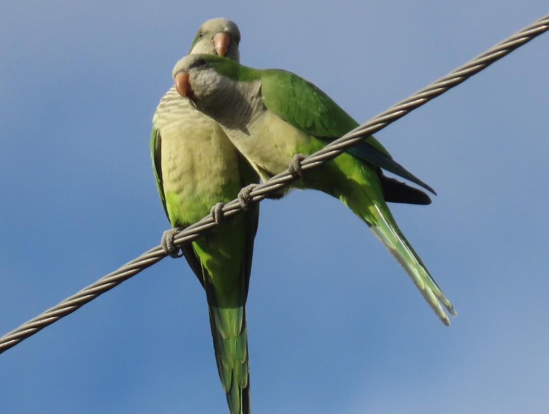 Калита сіроволий - ML647034539