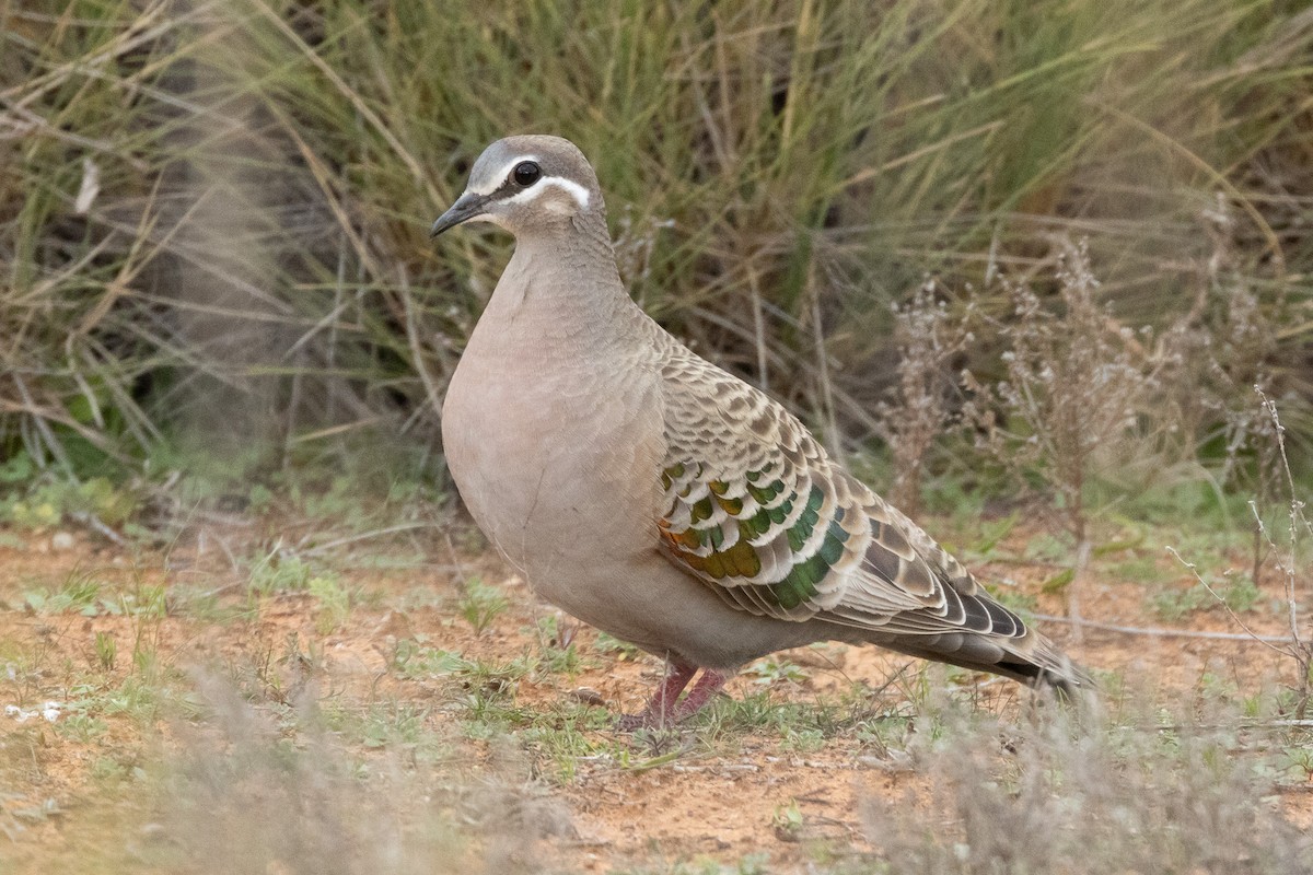 Common Bronzewing - ML647034540