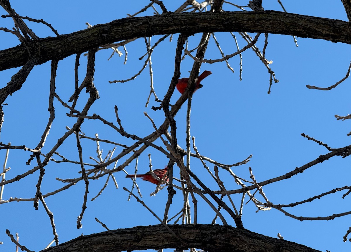 Northern Cardinal - ML647034543