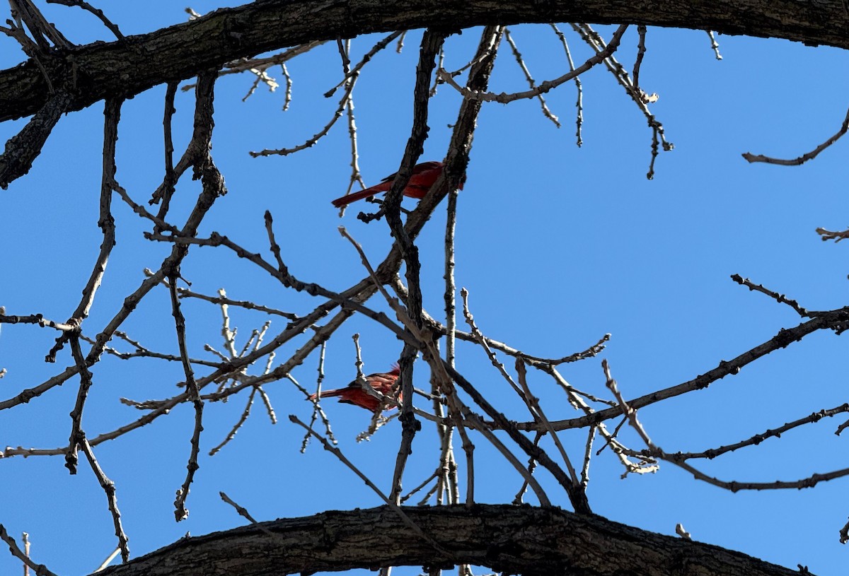 Northern Cardinal - ML647034544