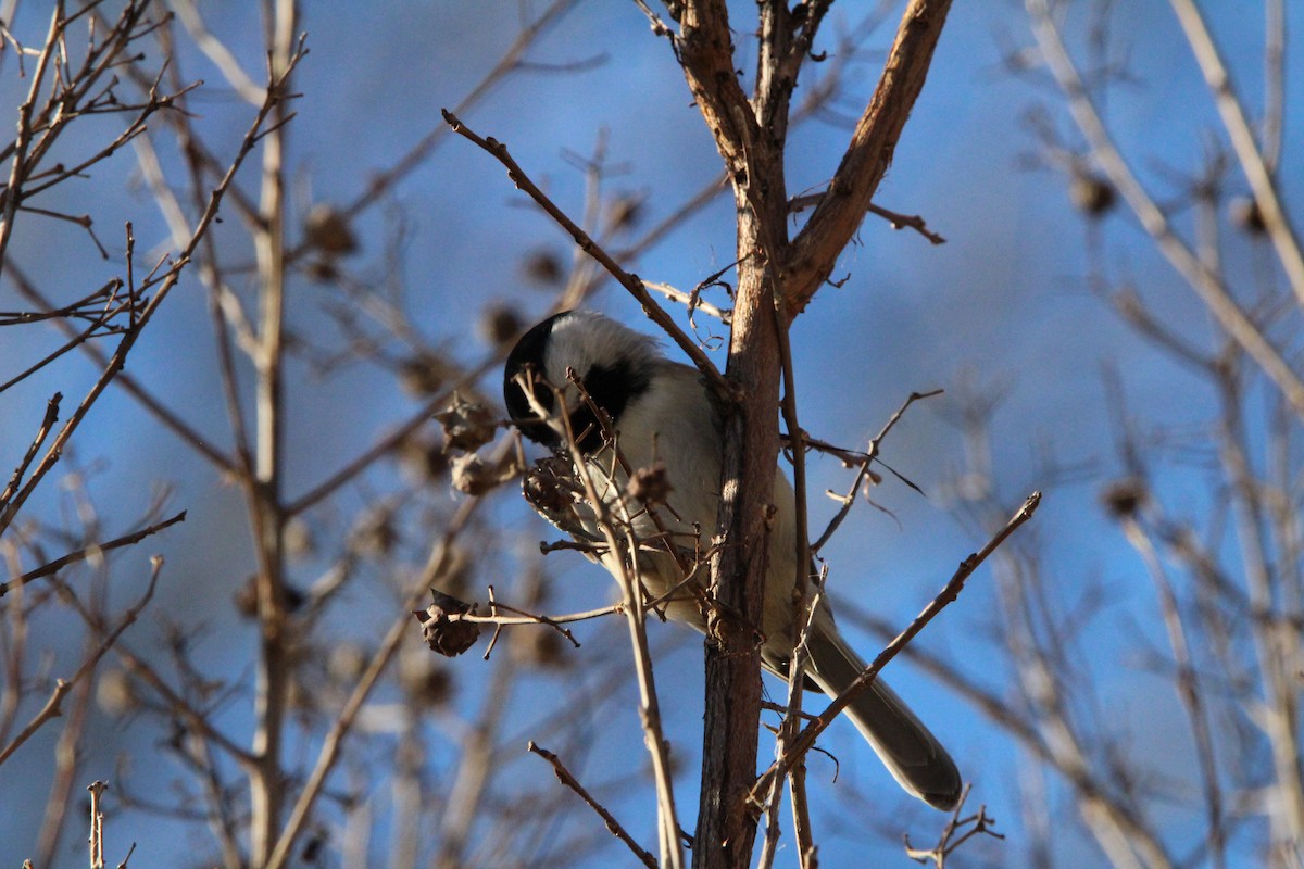 Carolina Chickadee - ML647034552