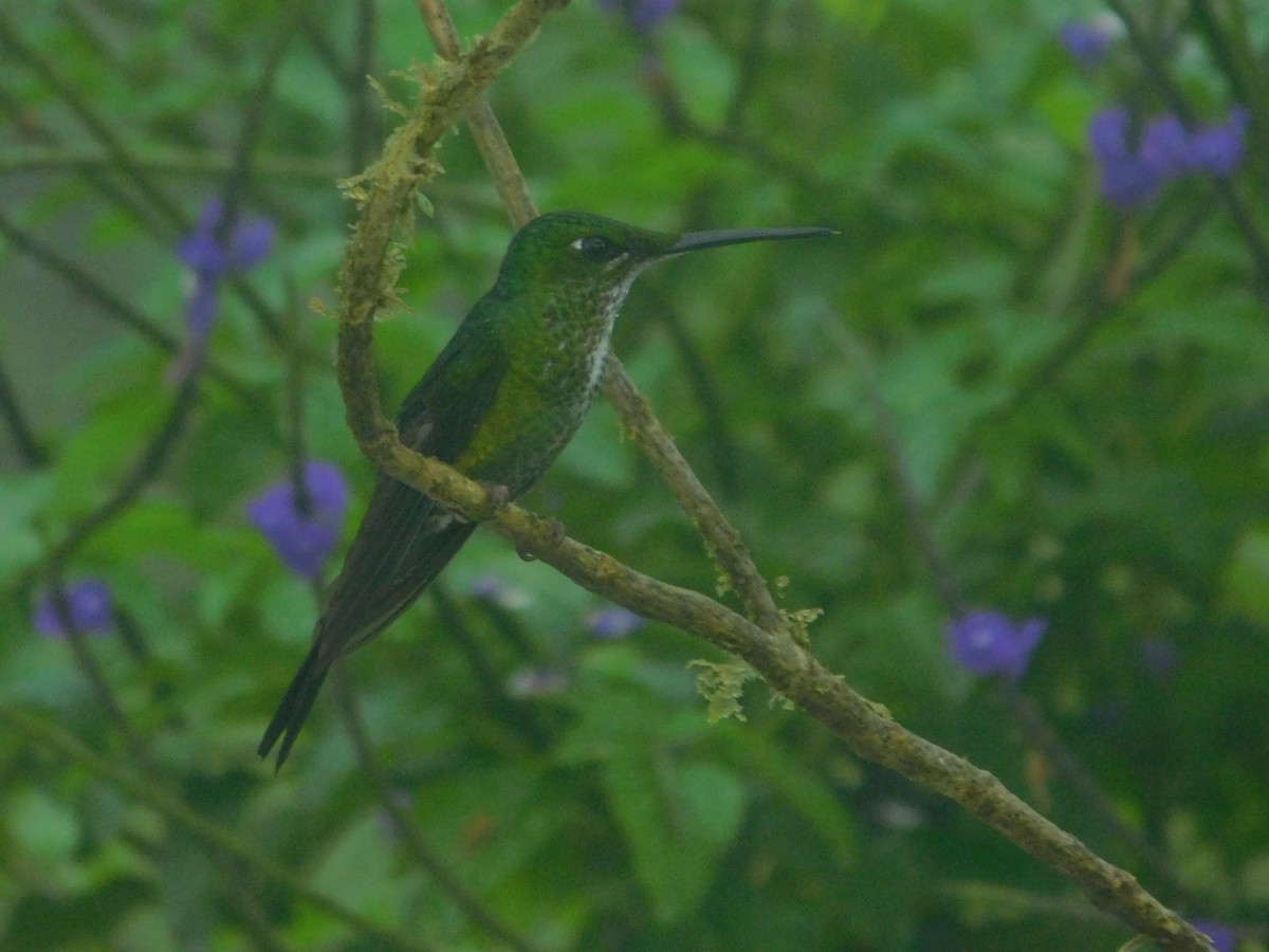 Empress Brilliant - ML647034564