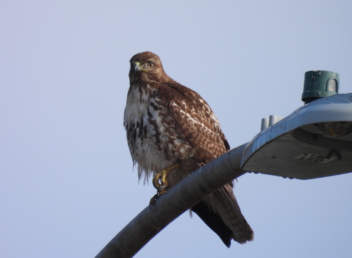 Zapelatz buztangorria - ML647034567