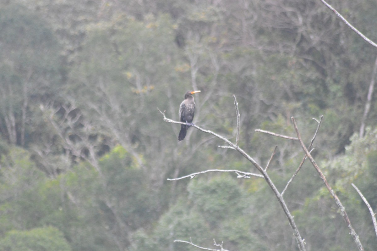 Neotropic Cormorant - ML647034581