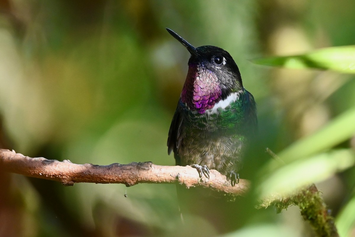 Longuemare's Sunangel - ML647034582