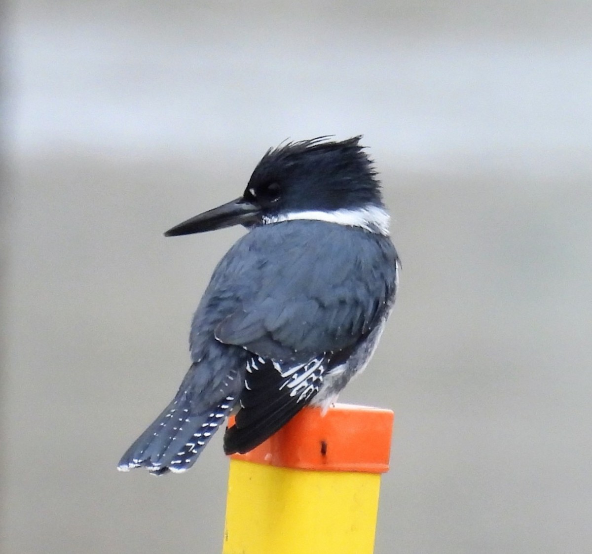 Martin handi iparramerikarra - ML647034586