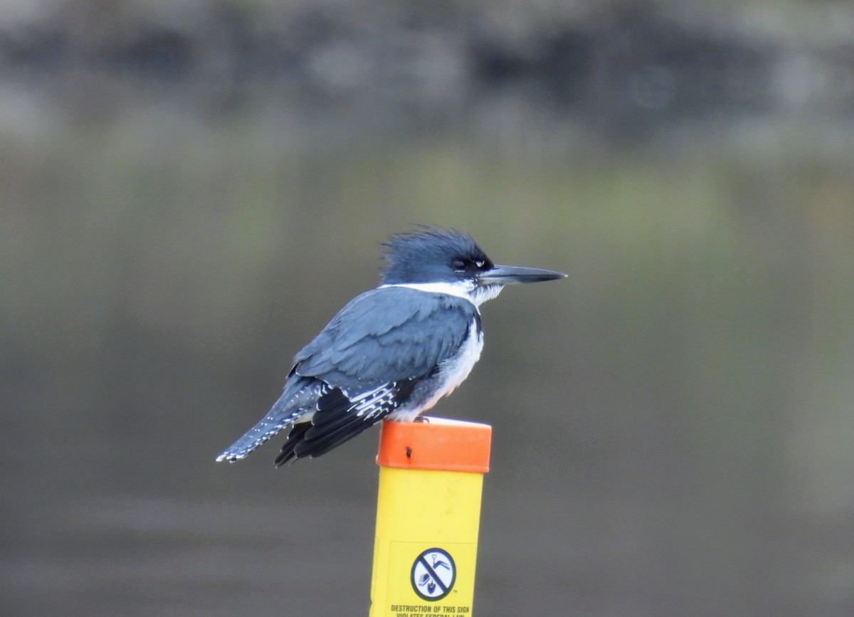 Martin handi iparramerikarra - ML647034587