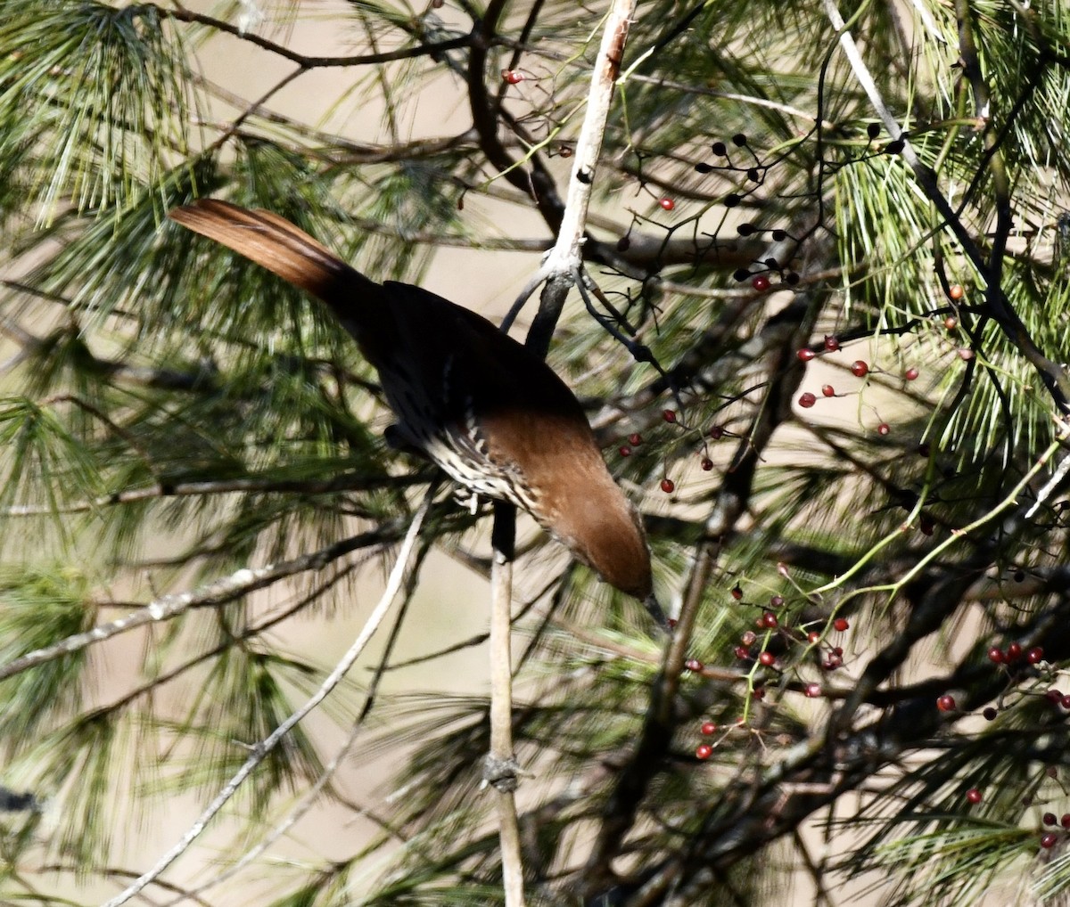 Brown Thrasher - ML647034589