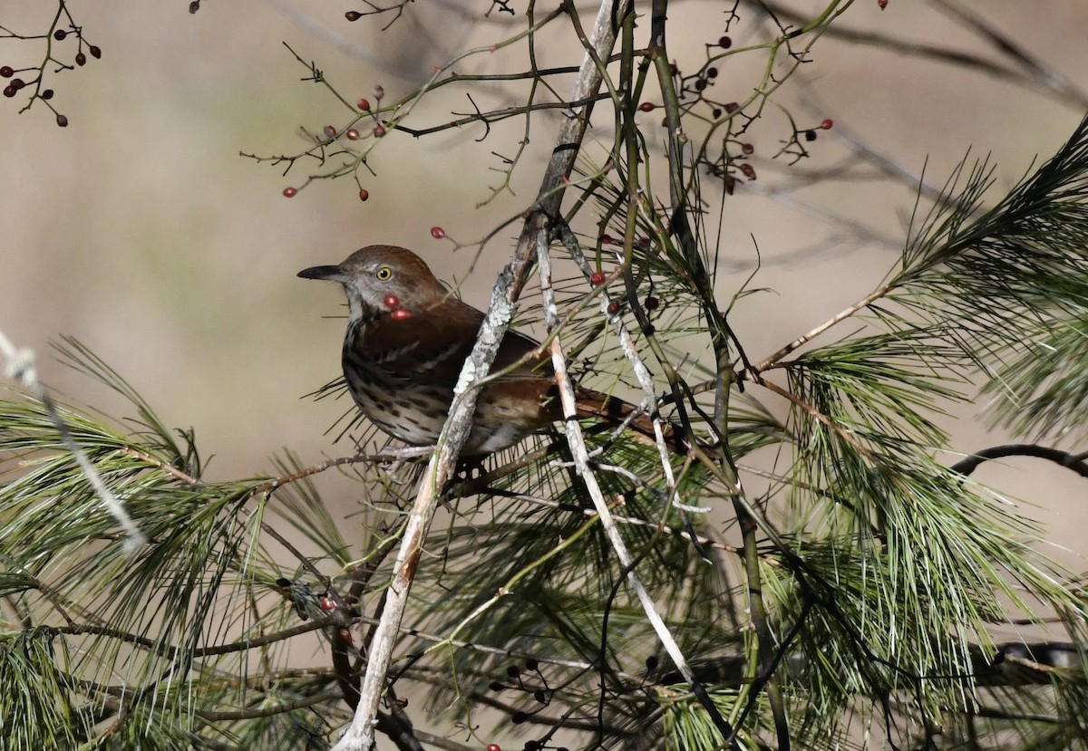 Brown Thrasher - ML647034590