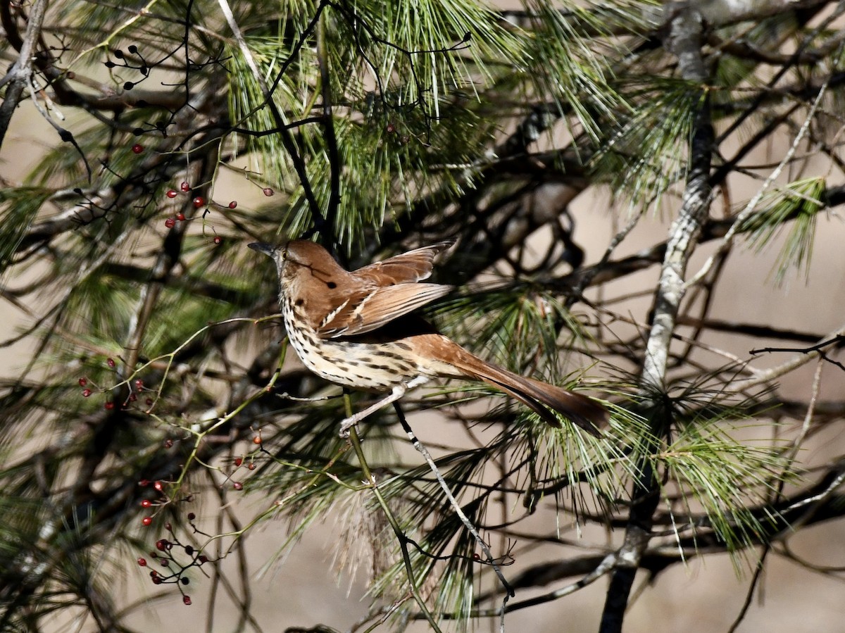 Brown Thrasher - ML647034591