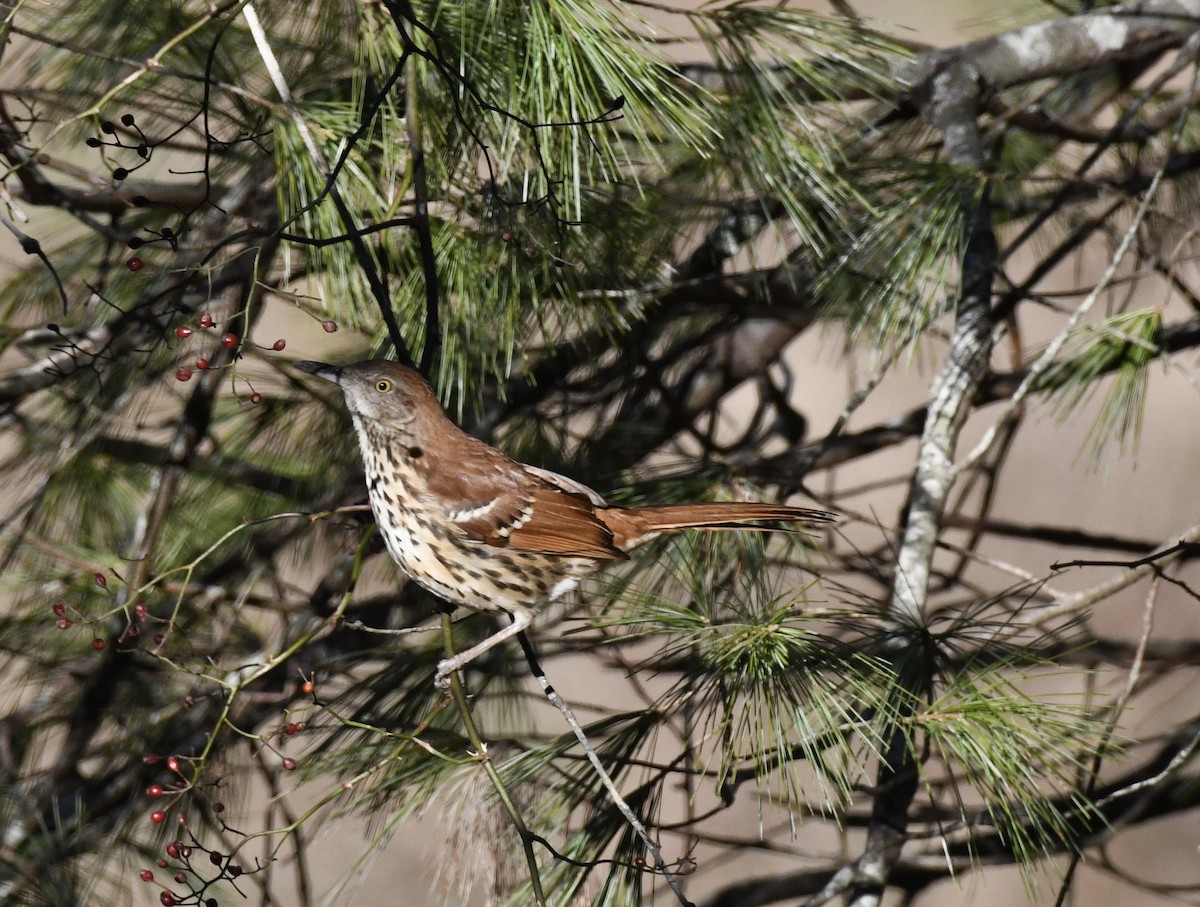 Brown Thrasher - ML647034592