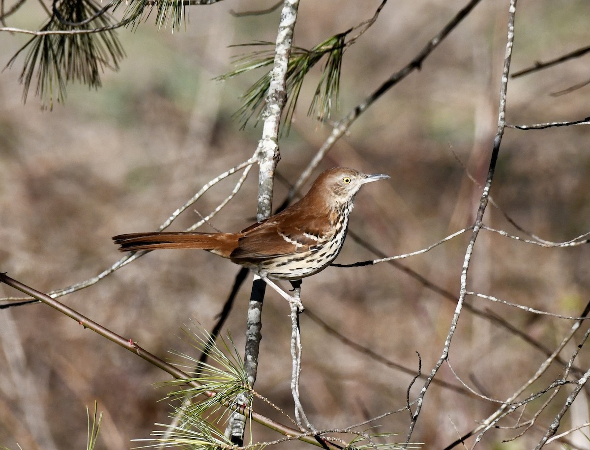 Brown Thrasher - ML647034593